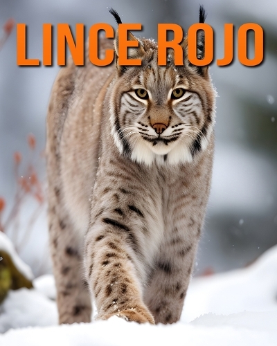 Lince rojo: Datos e imágenes divertidas y fascinantes sobre los Lince rojo