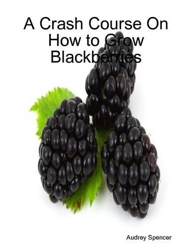 A Crash Course On How to Grow Blackberries