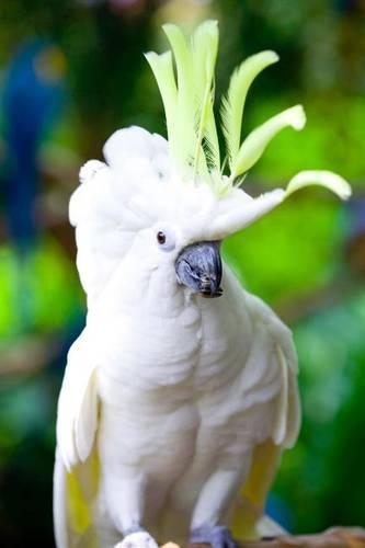 Yellow-crested Cockatoo Journal: 150 page lined notebook/diary