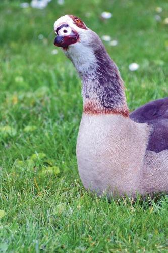 Egyptian Goose in the Grass Journal: Take Notes, Write Down Memories in this 150 Page Lined Journal