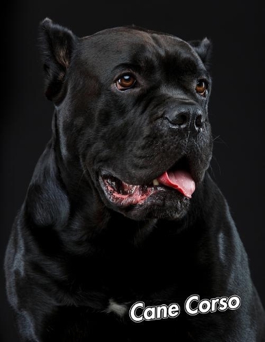 Cane Corso