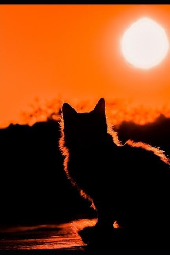 Even the Darkest Night Will End & the Sun Will Shine Again: Motivational Life Positive & Uplifting Quotes Notebook/Lined Journal for Animal & Cat Lovers, Young Girls Women, Diary + Dot Grid, Write Draw Doodle