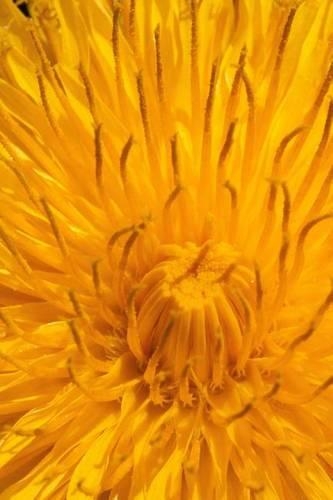 Close-up of a Common Dandelion Journal