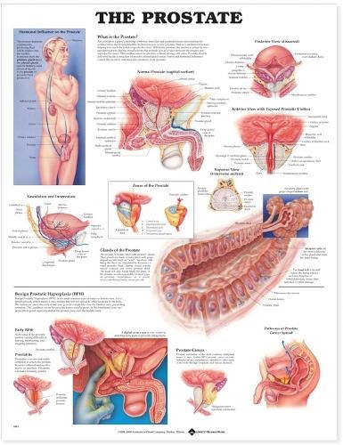The Prostate Anatomical Chart: (English)