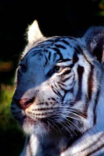 Portrait of a White Tiger Journal