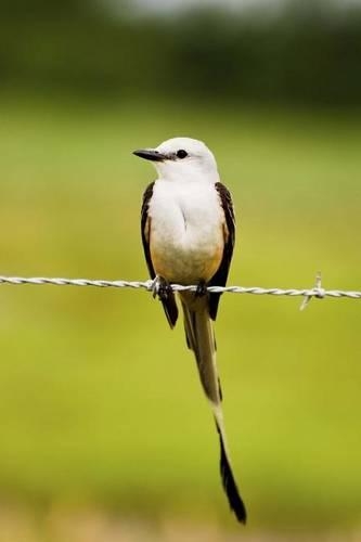 Oklahoma State Bird - Scissor-tailed Flycatcher Journal: 150 page lined notebook/diary