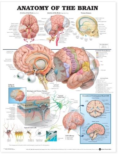 Anatomy of the Brain Anatomical Chart: (English)