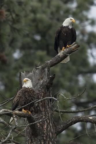 Eagles in a Tree Journal: 150 page lined notebook/diary