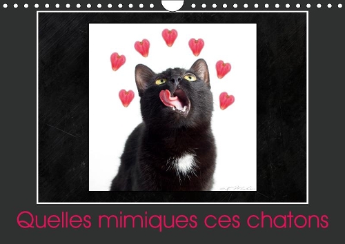 Quelles mimiques ces chatons 2019: Un calendrier plein d'humour(Calvendo Animaux)