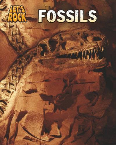 Lets Rock Fossils