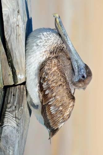 A Pelican Perched on a Fence in Florida, Birds of the World: Blank 150 Page Lined Journal for Your Thoughts, Ideas, and Inspiration(English)