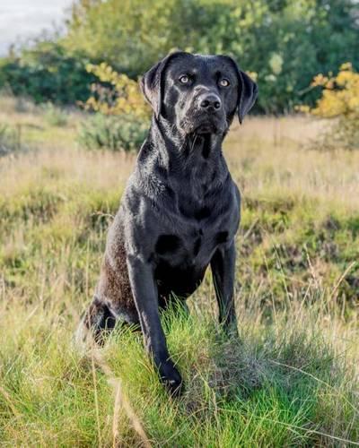 Labrador Retriever: Artified Pets Journal/Notebook/Diary, 8" by 10" and 160 Pages(Artified Pets)