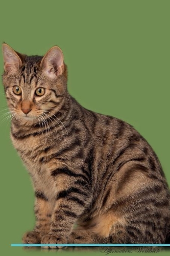 Kurilian Bobtail Affirmations Workbook Kurilian Bobtail Presents