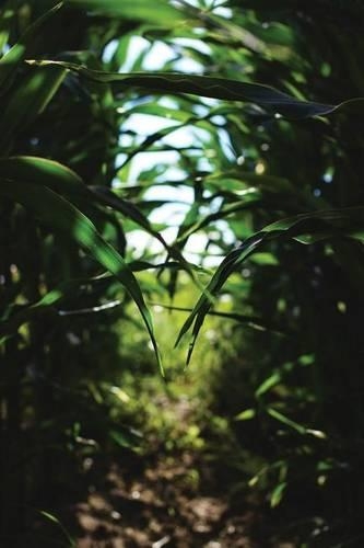 Cornfield Path Journal: 365 Day Journal Diary Notebook(Western 365)