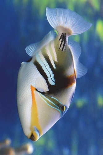 Picasso Triggerfish Journal