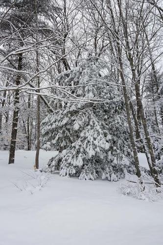 Winter Weather Journal Snowstorm Trees