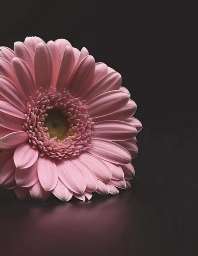 Gerbera Notebook Large Size 8.5 x 11 Ruled 150 Pages