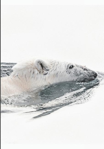 2019 Appointment Calendar: 2019 Daily Planner Goal Planner Polar Bear Swimming