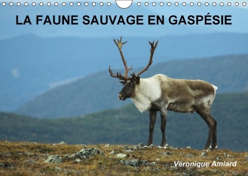 LA Faune Sauvage En Gaspesie 2018
