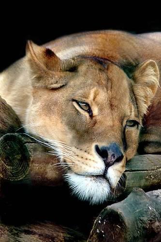 Lovely Lioness Journal