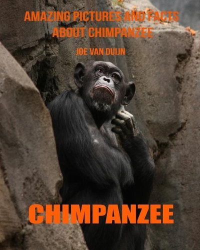 Chimpanzee: Amazing Pictures and Facts about Chimpanzee