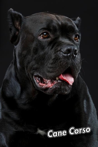 Cane Corso: Blank Sheet Music 150 pages 6 x 9 in. 11 Staves Per Page Music Staff Composition Notation Songwriting Staff Manuscript