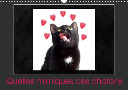 Quelles mimiques ces chatons 2019