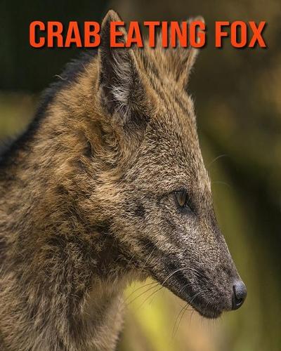Crab Eating Fox