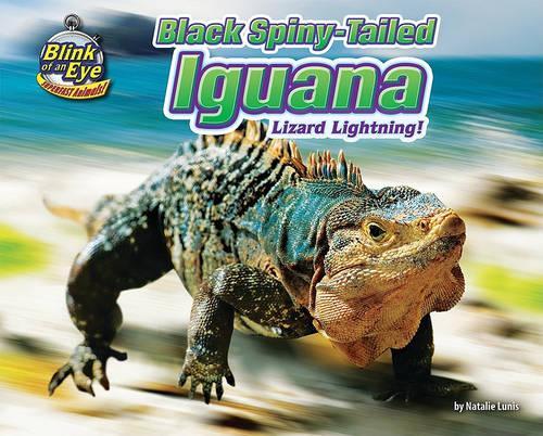 Black Spiny-Tailed Iguana