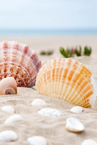 Seashells at the Shore Journal