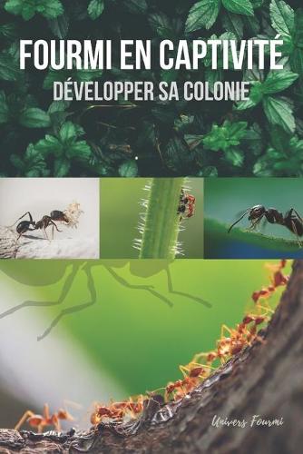 Fourmi en captivité: Développer sa colonie