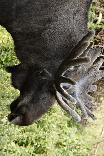 Moose on the Loose Journal