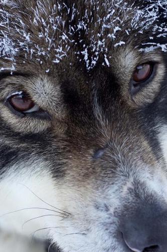Cool Husky Sled Dog Up Close Pet Journal