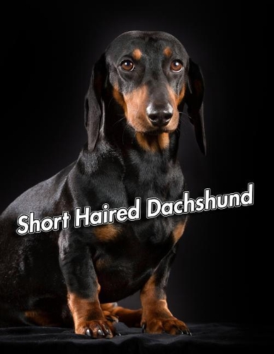 Short Haired Dachshund