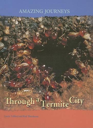 Through a Termite City