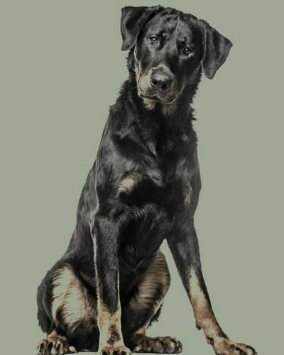 Beauceron