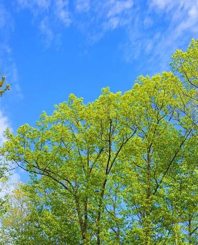 School Composition Book Blue Sky Over Spring Trees