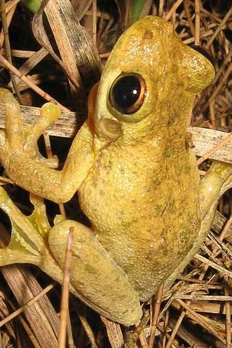 Tyler's Tree Frog on the Forest Floor Journal