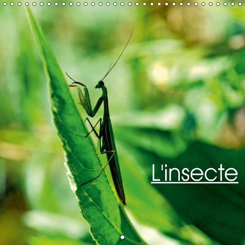 L'insecte 2018