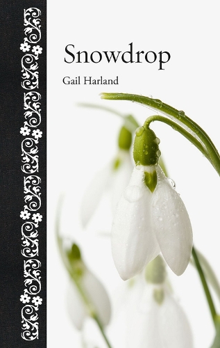 Snowdrop: (Botanical)