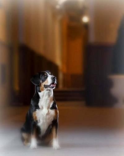 Entlebucher Mountain Dog