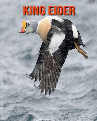 King Eider: Fun Facts & Cool Pictures
