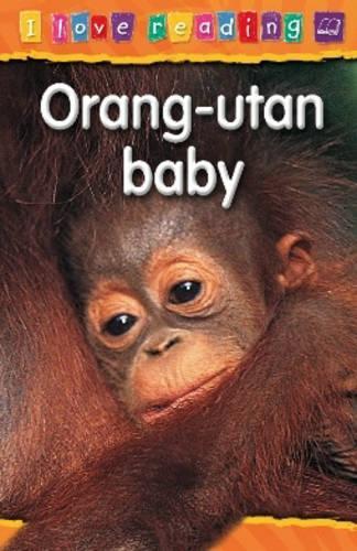Orang-utan Baby