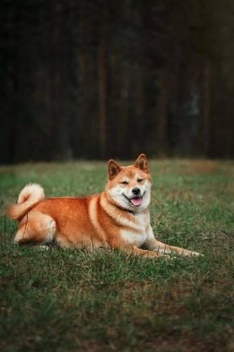 Shiba Inu