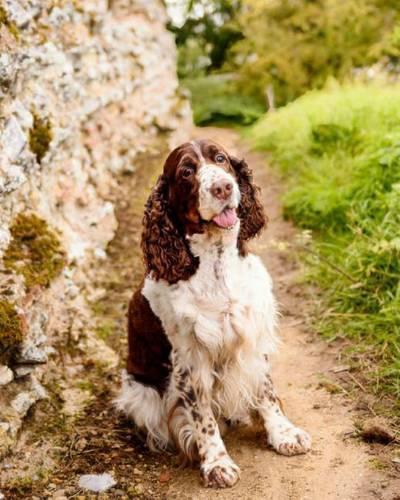 English Springer Spaniel: Artified Pets 8" x 10" Journal/Notebook/Diary 140 Pages(Artified Pets)