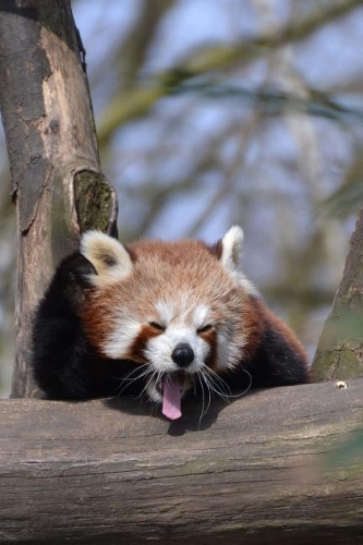 Cute Red Panda Yawning Journal