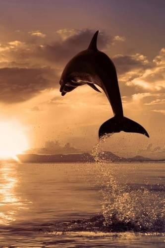 The Dolphin Jumps at Sunset Journal