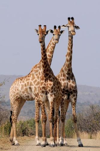 A Tower of Giraffes Journal
