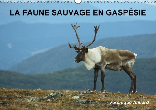 LA Faune Sauvage En Gaspesie 2018
