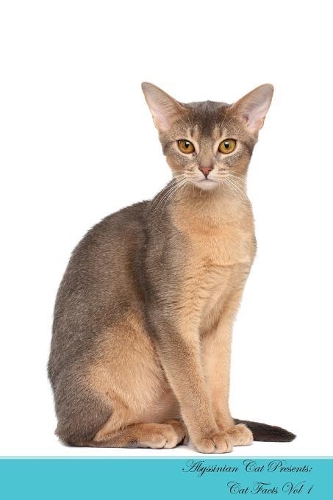 Abyssinian Cat Presents